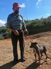 Labor de esterilización canina y felina Vereda Chapala