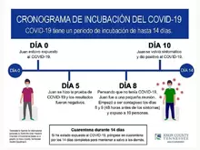 Cronograma de incubación del COVID-19