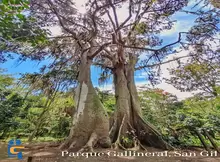 Día del Árbol