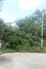 Identificado el riesgo frente al deterioro de 5 árboles cercanos al Polideportivo