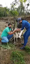 purgando animal