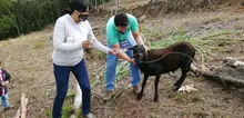 purgando animal