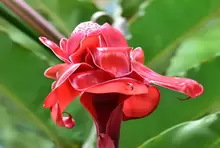 Gallineral - flor