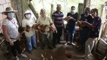 Entrega de gallinas 450 ponedoras a 4 Asociaciones Rurales