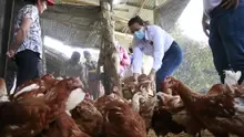 Entrega de gallinas 450 ponedoras a 4 Asociaciones Rurales