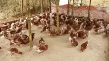 Entrega de gallinas 450 ponedoras a 4 Asociaciones Rurales