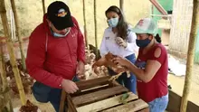 Entrega de gallinas 450 ponedoras a 4 Asociaciones Rurales