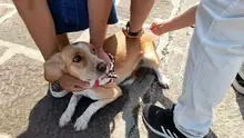 Hoy se realizó Jornada de Vacunación antirrábica Canina y Felina