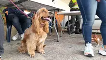 Hoy se realizó Jornada de Vacunación antirrábica Canina y Felina