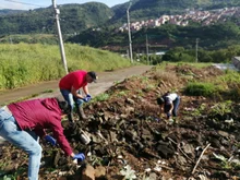 Jornadas de recolección de caracoles africanos