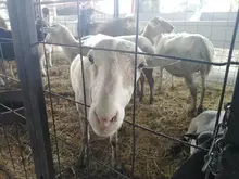 Algunas de las imágenes que resumen los 3 día de la feria AgroSanGil 2022