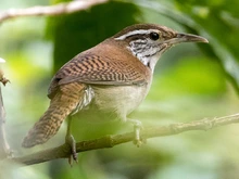 Socialización sobre los resultados del inventario taxonómico de aves del Parque Natural El Gallineral
