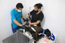 Jornada de Esterilización canina y felina