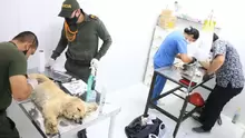 Jornada de Esterilización canina y felina