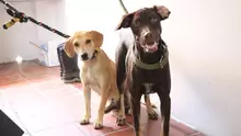 Jornada de Esterilización canina y felina