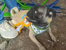Algunos de los perritos participantes del concurso Canino en el marco del Show Canino