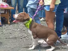 Algunos de los perritos participantes del concurso Canino en el marco del Show Canino