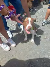 Algunos de los perritos participantes del concurso Canino en el marco del Show Canino