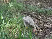 Se realiza campaña de concientización para la conservación de la fauna silvestre del municipio