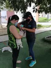 Jornada de Vacunación antirrábica canina y felina