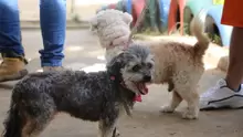 Jornada de Vacunación antirrábica canina y felina