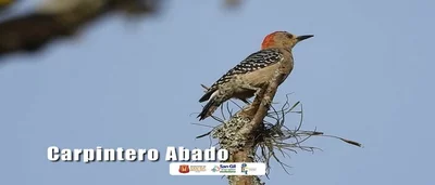 Lanzamiento del libro Aves de San Gil por parte del Instituto de Cultura y Turismo