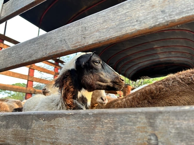 Se realiza la primera entrega de camuras a mujeres beneficiarias del proyecto alianza productiva de ovino caprina