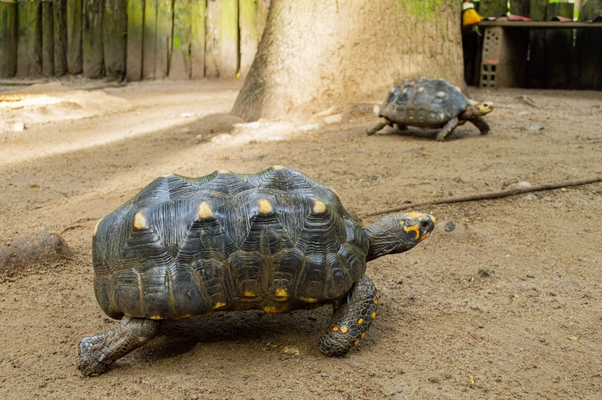 Instituto de Cultura y Turismo entrego 33 tortugas a la CAS para liberarlas en su hábitat