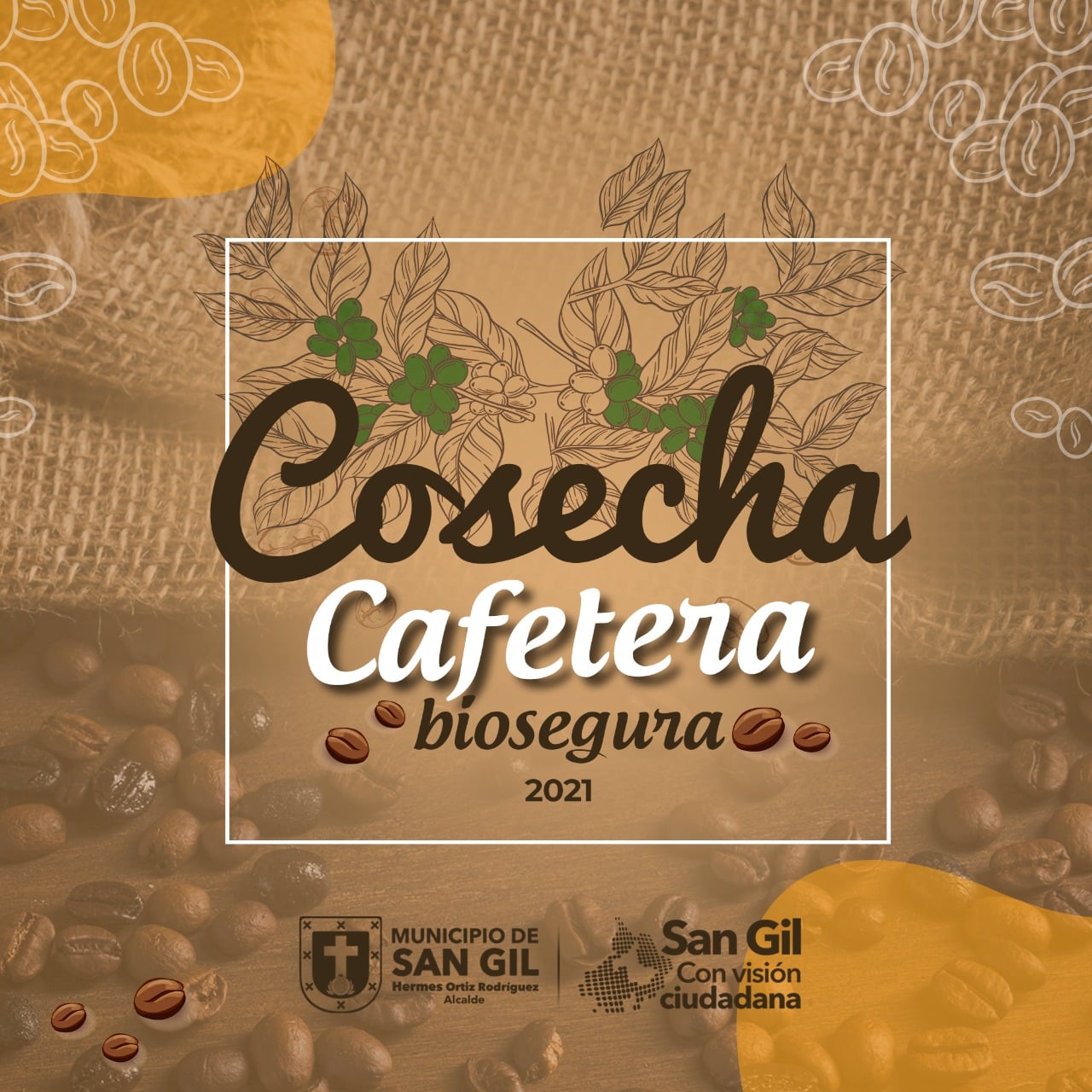 Cosecha Cafetera biosegura 2021