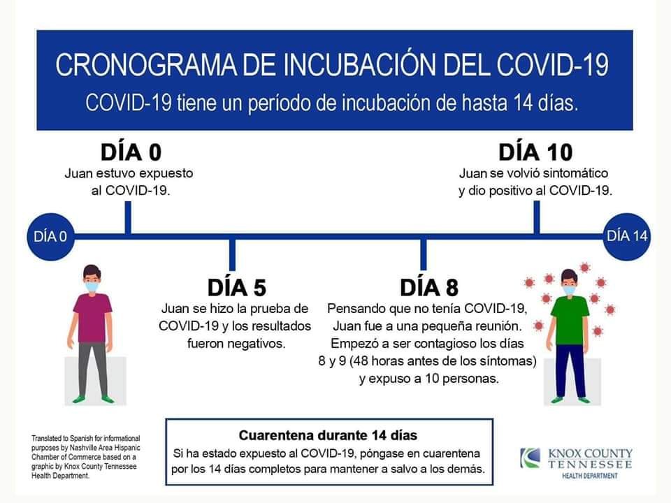 Cronograma de incubación del COVID19